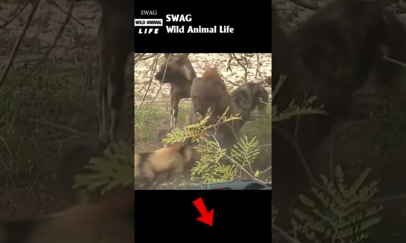 wild dogs fight hyena #animal #shorts #shortvideo #animals