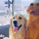 ¡Este golden retriever despierta a su papá todas las mañanas con un juguete! | El Dodo