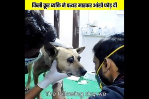 किसी क्रूर व्यक्ति ने पत्थर मारकर आंखें फोड़ दी 😭 humanity video #shorts #humanity