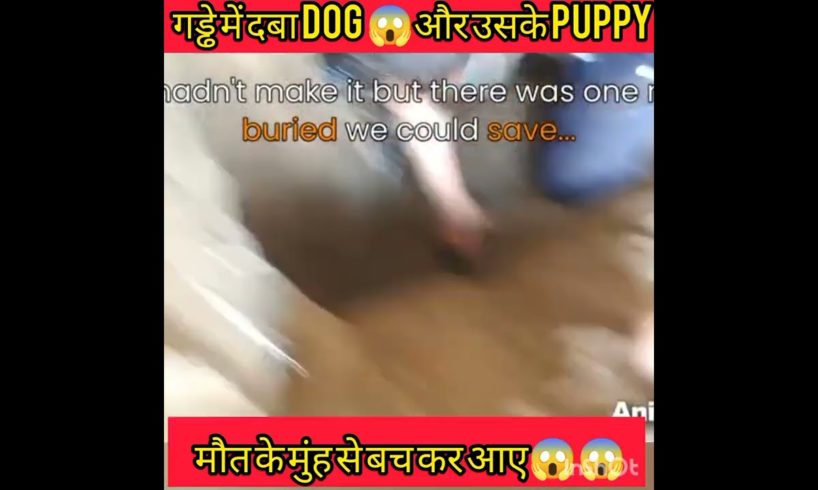 गड्ढे में कुत्ते के बच्चे फंसे😱 #dog @संस्कारी SAHIL @The MriDul @Factz AQ #ytshorts  #short