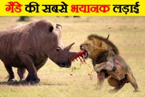 गैंडो के सबसे खतरनाक और जानलेवा हमले | Most Violent and Dangerous Fights of Rhino