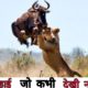 जंगली जानवरों की सबसे भयंकर लड़ाइयां | Craziest Fights of Wild Animals | Animal Fights in Hindi