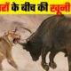 जानवरों की 10 सबसे भयानक लड़ाई | 10 Most Dangerous Wild Animal Fights