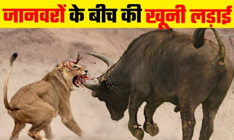 जानवरों की 10 सबसे भयानक लड़ाई | 10 Most Dangerous Wild Animal Fights