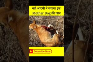 भाई ने मरते हुए Mother Dog को कैसे बचा लिया || Dog Rescue #shorts