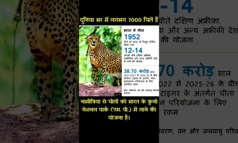 भारत में चीता पर चिंता #leopard #savewildlife #humanity #nationalpark