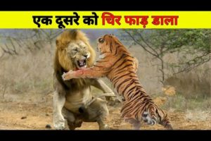 ख़तरनाक शिकारियों की दिल दहलाने वाली लड़ाई | Animal Fighting Videos in Hindi