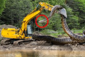 10 Biggest Snakes Ever Found!