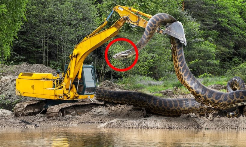10 Biggest Snakes Ever Found!
