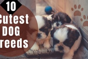 10 Dog Breeds With The Cutest Puppies!