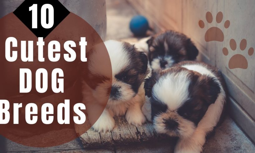 10 Dog Breeds With The Cutest Puppies!