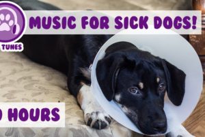 10 Hours! Relaxing Dog Music to Help Your Ill and Sick Puppy or Dog Recovering From Surgery!