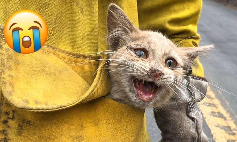 11 Rescued Animals That Will Break Your Heart 😿