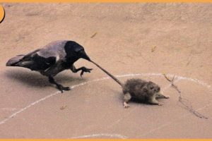 15 Crows Shocking The Animal World When They Crush Their Prey Mercilessly