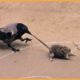 15 Crows Shocking The Animal World When They Crush Their Prey Mercilessly