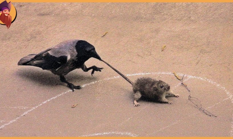 15 Crows Shocking The Animal World When They Crush Their Prey Mercilessly