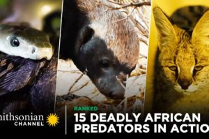 15 Deadly African Predators in Action 🦁 Smithsonian Channel