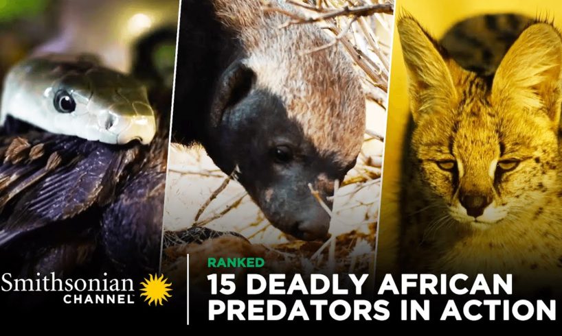 15 Deadly African Predators in Action 🦁 Smithsonian Channel