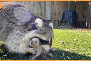 15 Hungry Raccoons Chase And Kill Animals Fearlessly