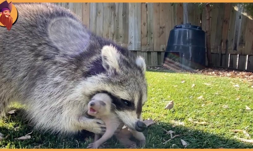 15 Hungry Raccoons Chase And Kill Animals Fearlessly