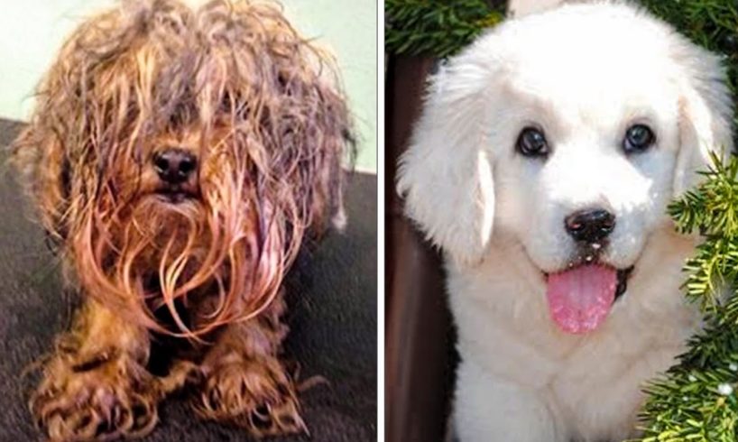 15 unbelievable dog transformations before and after rescue