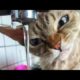Funny animals - Funny cats / dogs - Funny animal videos 229