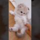 CUTEST PETS - ADORABLE CUTE PUPPIES - Watch baby animals in funny and cute videos #16