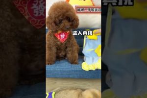 CUTEST PETS - ADORABLE CUTE PUPPIES - Watch baby animals in funny and cute videos #22
