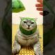 Awww Cute Cat | So Cute Cat Playing | Animals Short Video #short #funnycat #cat
