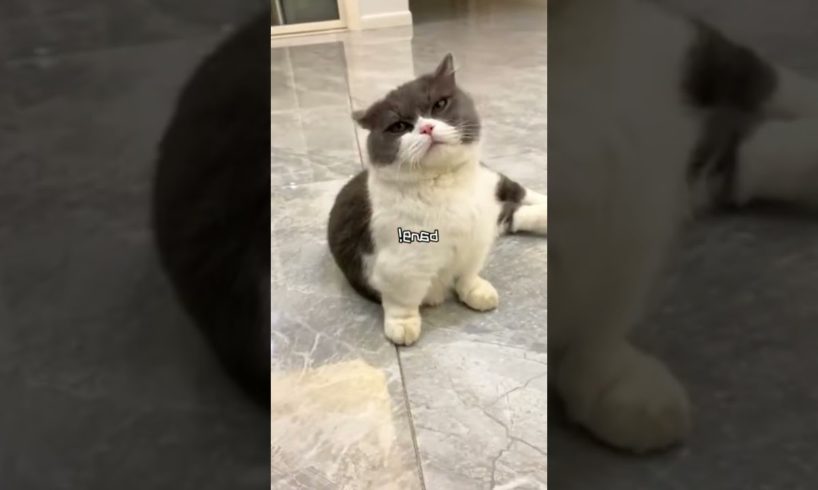 Awww Cute Cat | So Cute Cat Playing | Animals Short Video #short #funnycat #cat