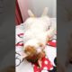 Awww Cute Cat | So Cute Cat Playing | Animals Short Video #short #funnycat #cat