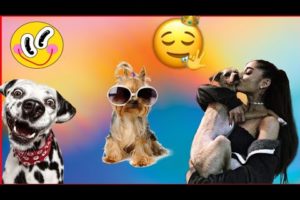 Funny Cute Dogs Video |Cute Puppies Doing Funny Things 2022 |Funny Puppy Video 2022 |Best Video 2022