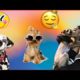 Funny Cute Dogs Video |Cute Puppies Doing Funny Things 2022 |Funny Puppy Video 2022 |Best Video 2022