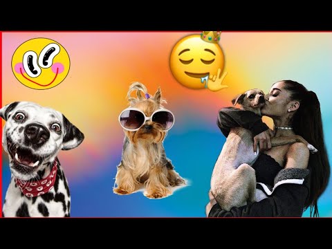 Funny Cute Dogs Video |Cute Puppies Doing Funny Things 2022 |Funny Puppy Video 2022 |Best Video 2022