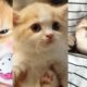 CUTEST PETS - ADORABLE CUTE PUPPIES - Watch baby animals in funny and cute videos #25