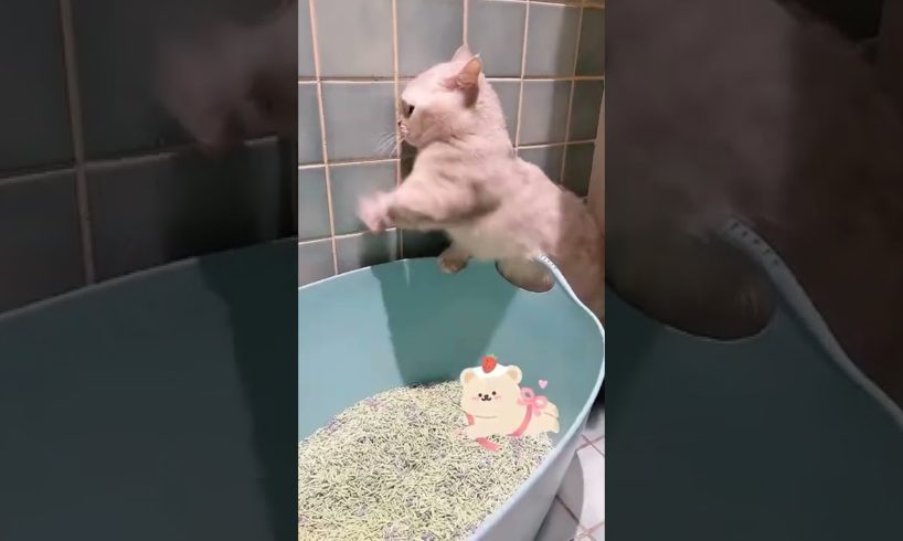 Awww Cute Cat | So Cute Cat Playing | Animals Short Video #short #funnycat #cat
