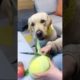 Funniest & Cutest Puppies - Funny Puppy Videos | Cute and Funny Dog Videos | Minutes of Funny Puppy