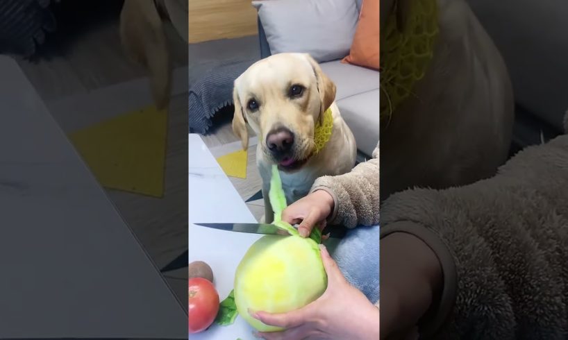 Funniest & Cutest Puppies - Funny Puppy Videos | Cute and Funny Dog Videos | Minutes of Funny Puppy