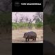 Breathtaking Moment! The Lion Fight Hippo! TGMA Wild Animals #shorts