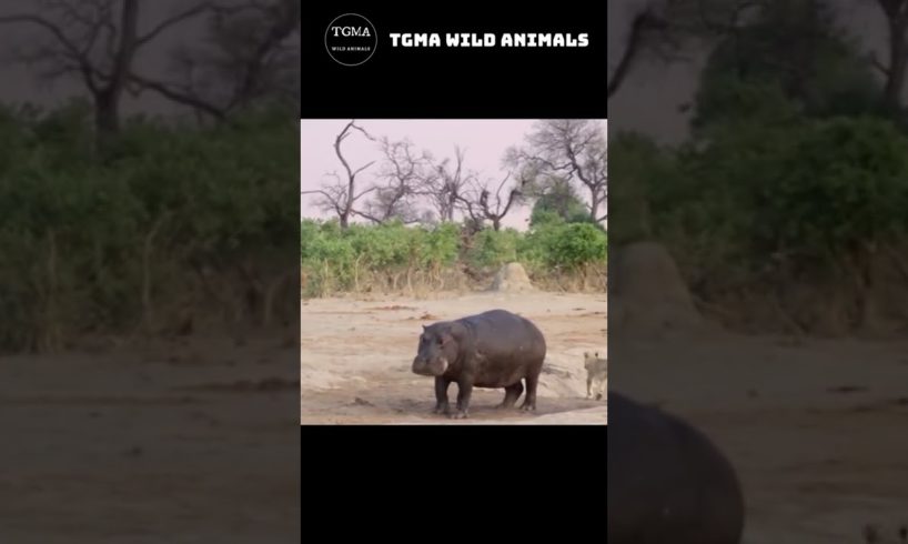 Breathtaking Moment! The Lion Fight Hippo! TGMA Wild Animals #shorts