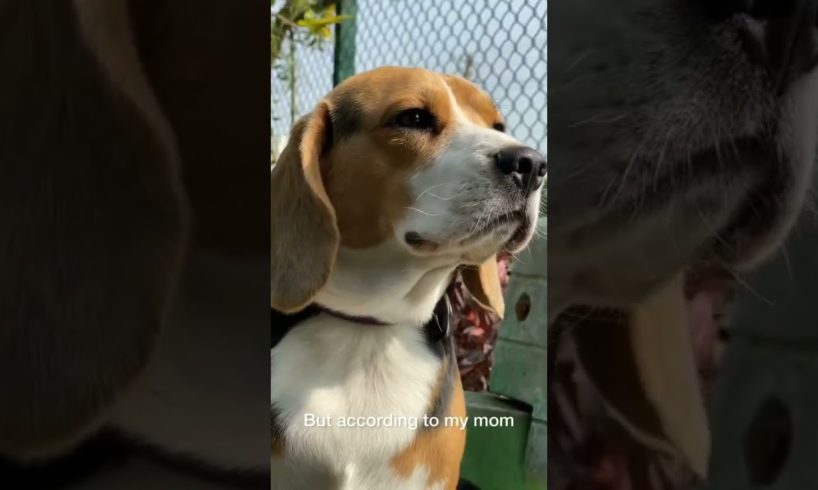 Cute dogs video | cute puppies video | funny dogs #shorts #cutedogs