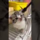 Awww Cute Cat | So Cute Cat Playing | Animals Short Video #short #funnycat #cat