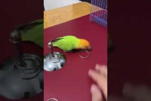 OMG!🦜Smart Parrots Video (2022) Baby Animals Video 2022|  Amazing Parrot Video#trainingbird💥