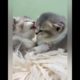 Awww Cute Cat | So Cute Cat Playing | Animals Short Video #short #funnycat #cat