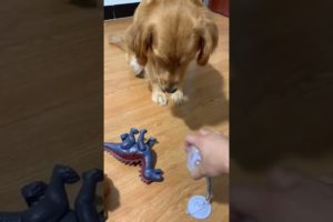 Cute baby animals Videos Compilation cutest moment of the animals - Cutest Puppies  #shorts