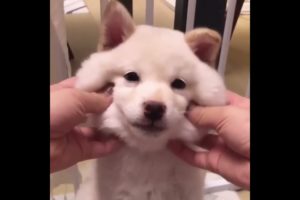 Cute baby animals Videos Compilation cutest moment of the animals Cutest Puppies