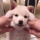 Cute baby animals Videos Compilation cutest moment of the animals   Cutest Puppies