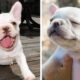 😍Cute Bull's Dog Will Make You Happy Every Day🐶| Cutest Puppies