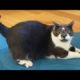 Funny animals - Funny cats / dogs - Funny animal videos 232