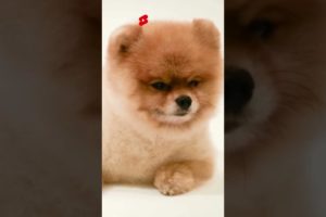 The Cute Pomeranian Dog | Funny Mini Baby Puppy | World's Cutest Puppies #pomeranian #shorts #dog 01